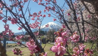 Fuji-san enjoying the sun and sakura from Kawaguchiko