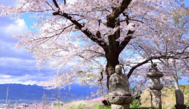 Sakura of Fuefuki-shi, Yamanashi (2017/04/15)