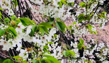 Sakura Bloomed Gracefully in Japan 🌸🇯🇵
