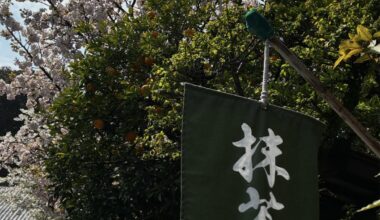 Matcha under cherryblossoms