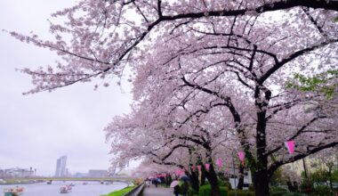 Sakura of Sumida River, Tokyo (2017/04/09)