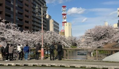 Cherry Blossom at Matsukawa River Bank