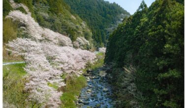 Sakura in Rural Kochi
