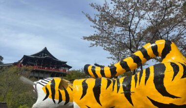 Mount Shigi was amazing 🐯