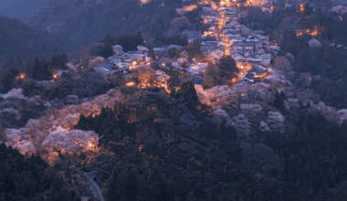 Cherry blossoms in the mountains of Yoshino, 🇯🇵Nara Prefecture.