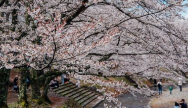 Cherry blossom along the Nanatani River in Kameoka, Kyoto