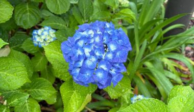 Hydrangeas in the Tokyo rain