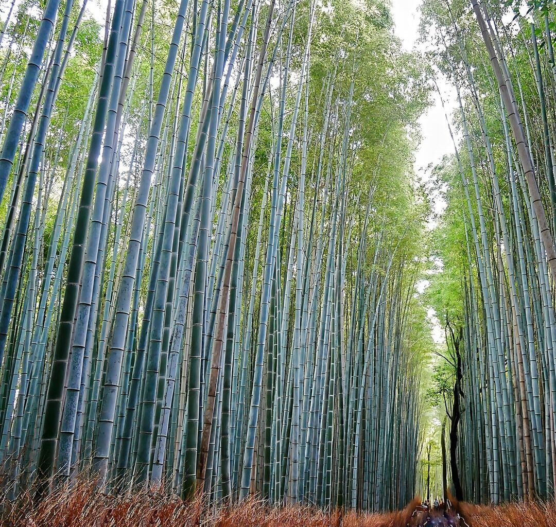 Various Kyoto shots, September 2025