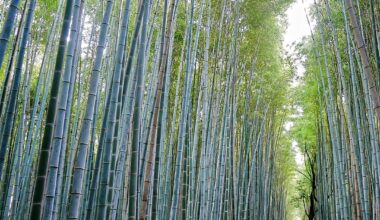 Various Kyoto shots, September 2025