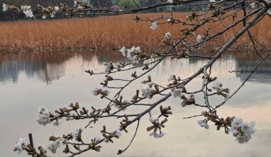Some random pictures from my stay in Tokyo