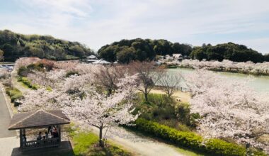 Spring in Kagawa Prefecture 🌸💖
Cherry blossoms at Kikaku Park are in full bloom ✨