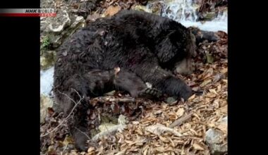 Brown bear attacks, injures hunter after being shot
