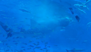 Whale Shark feeding at the Aquarium