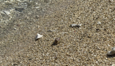 Hermit crabs in the Okinawa beach