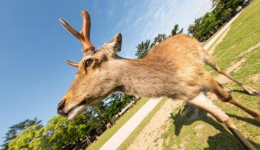 Police in Japan summoned to deal with bank intruder…who is also a deer[Video]