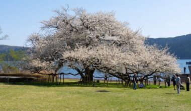 2026 sakuras in Yokohama and Hakone