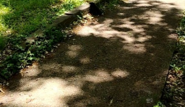 Injured crow sitting in the same spot for 2 days. Who to call?