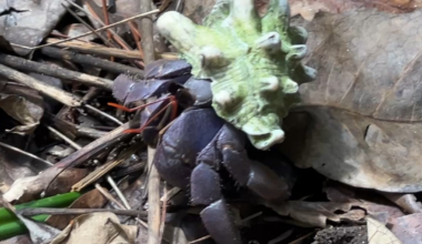 Giant Hermit Crab Spotted in Ishigaki