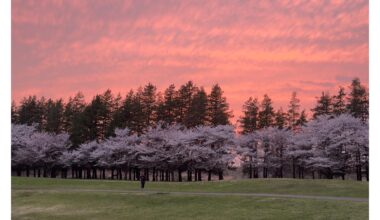 Sakura & pink sky at golden hour