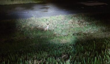 Foxes? Got to start taking pics of all the critters I see