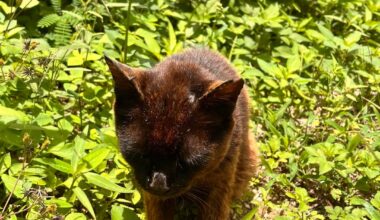 Sick cat in Taketomi Island