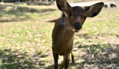 Nara deer