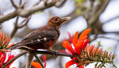 Birding update