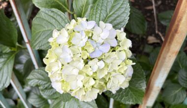 Hydrangea season has taken over Tokyo.