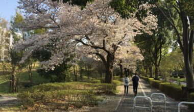 Cherry blossoms few years ago.