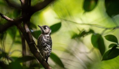 Birding update 2